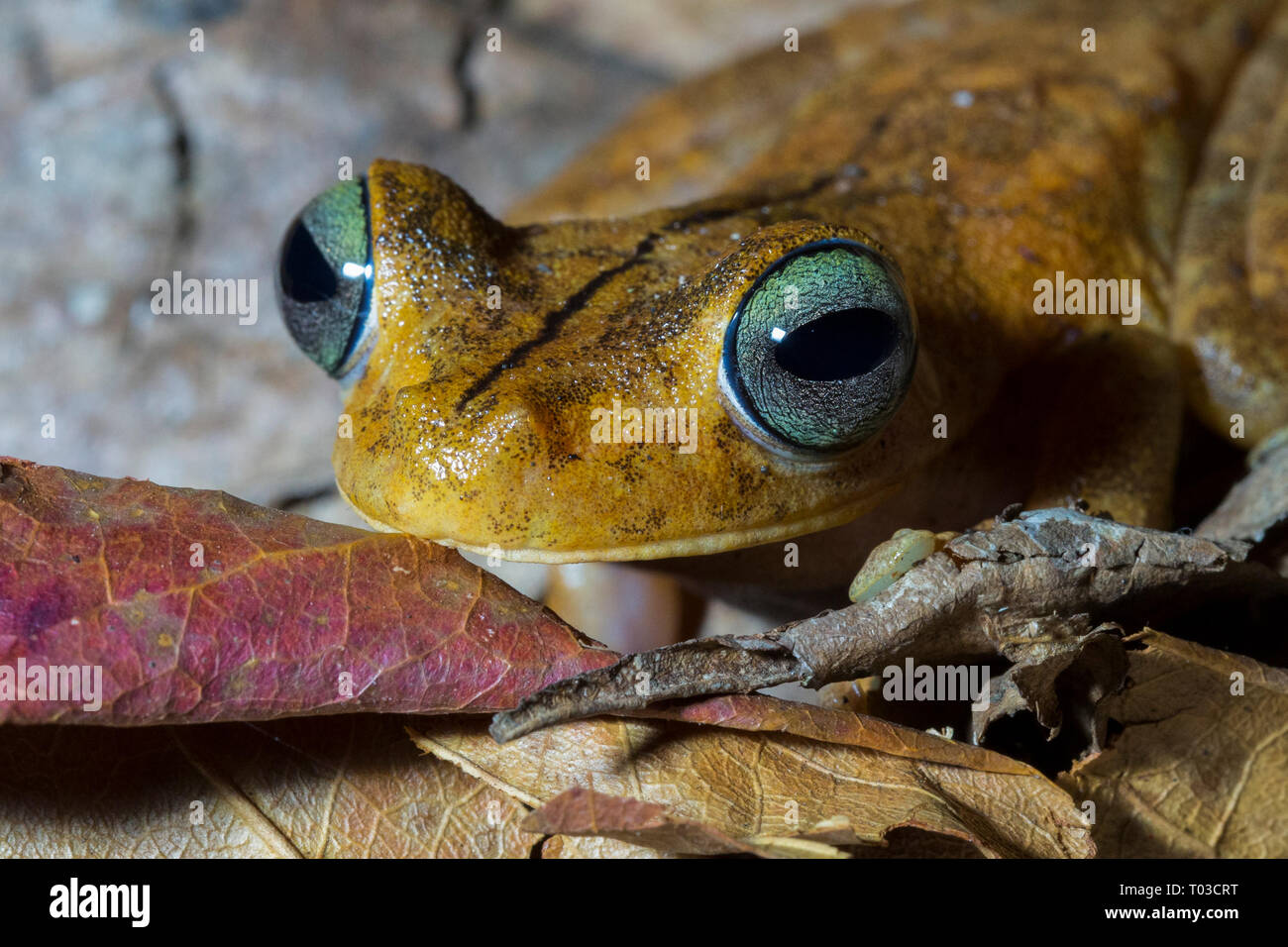 Costa Rica Tree Frog, la rana arborícola de gladiador, Drake Bay, Península de Osa, Costa Rica. Excursión nocturna. Foto de stock