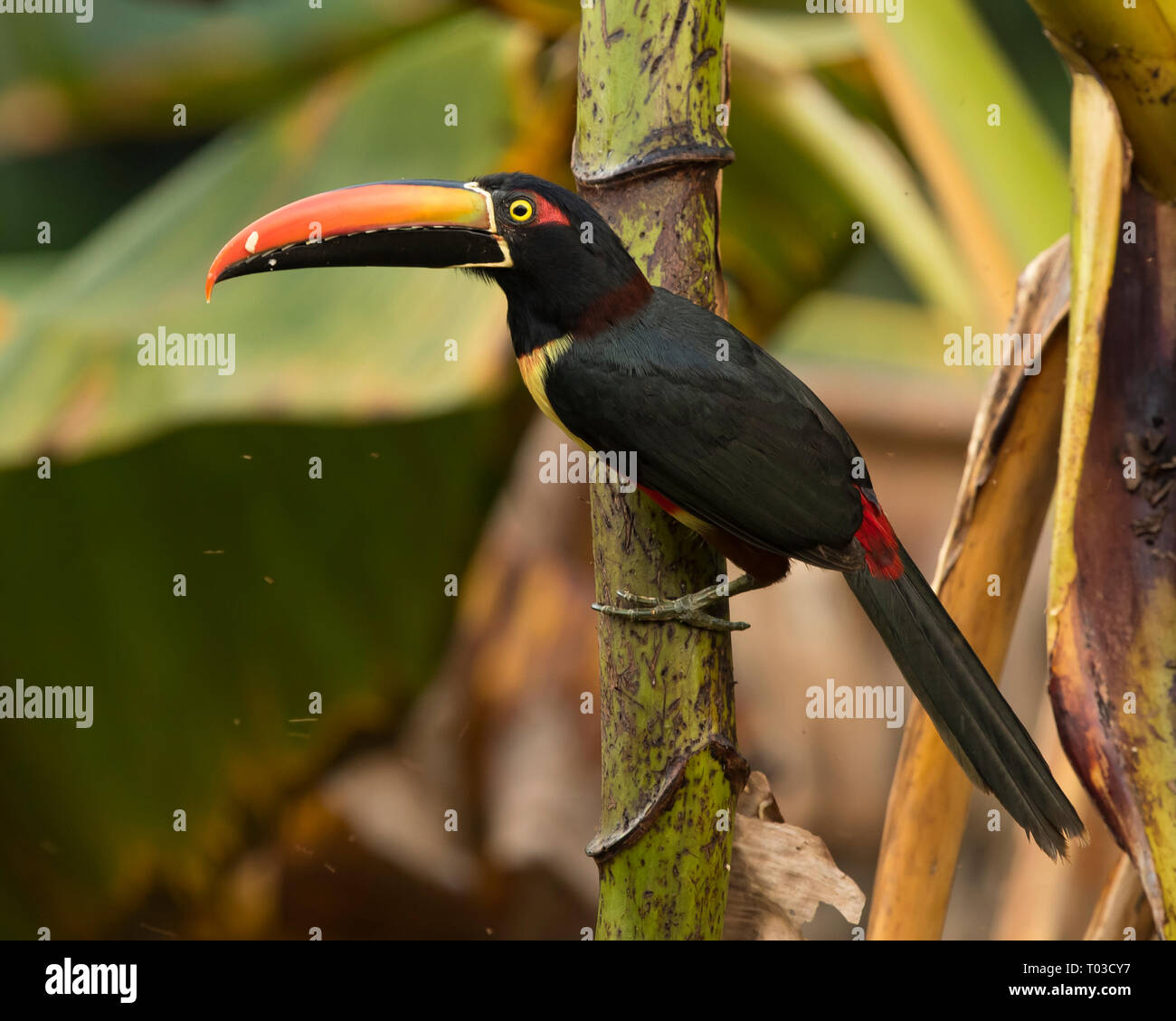 Costa Rica toucan Aracari Fiery facturadas en la selva de la Península de Osa. Foto de stock