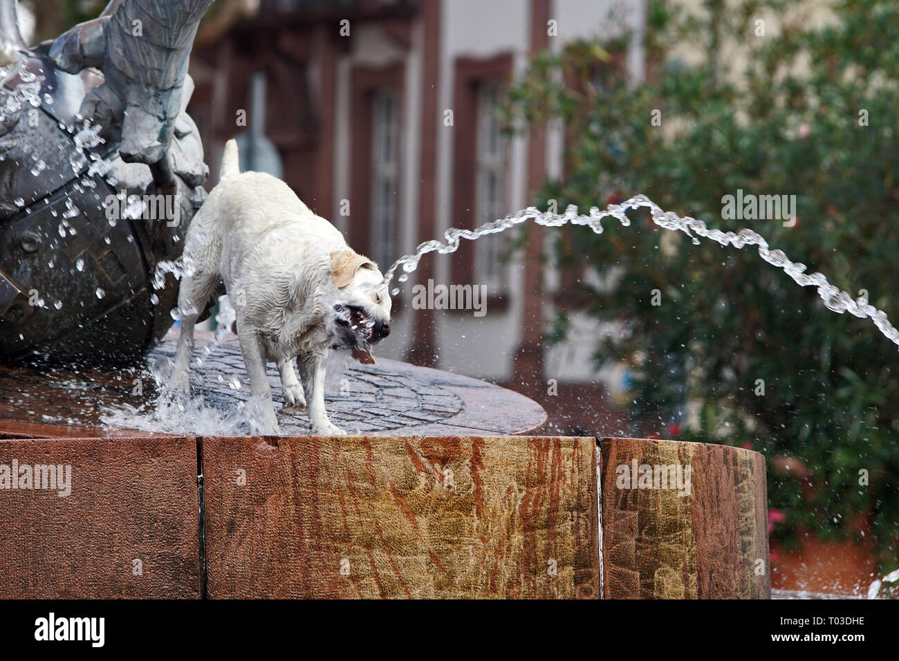 Big White perro mojado broches chorro de agua en la fuente Foto de stock