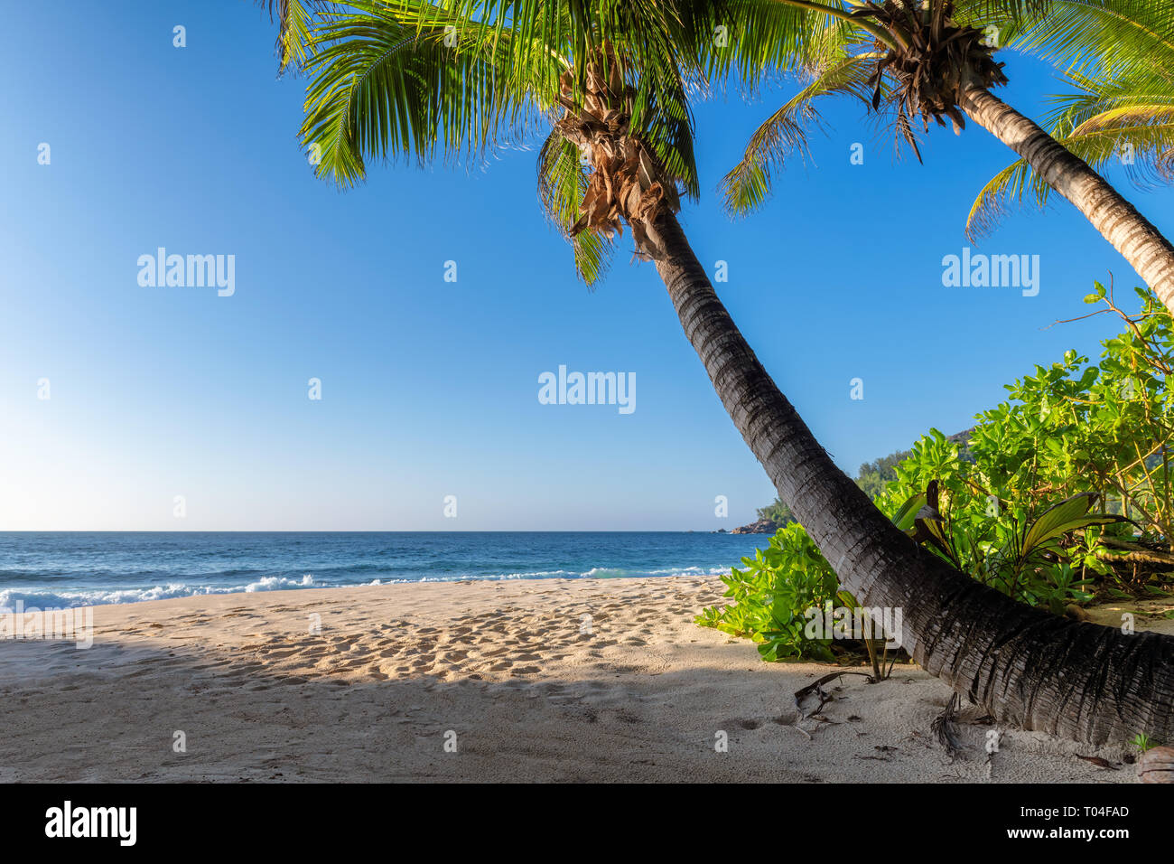Playa exótica al atardecer con palmas de coco en una isla tropical Foto de stock