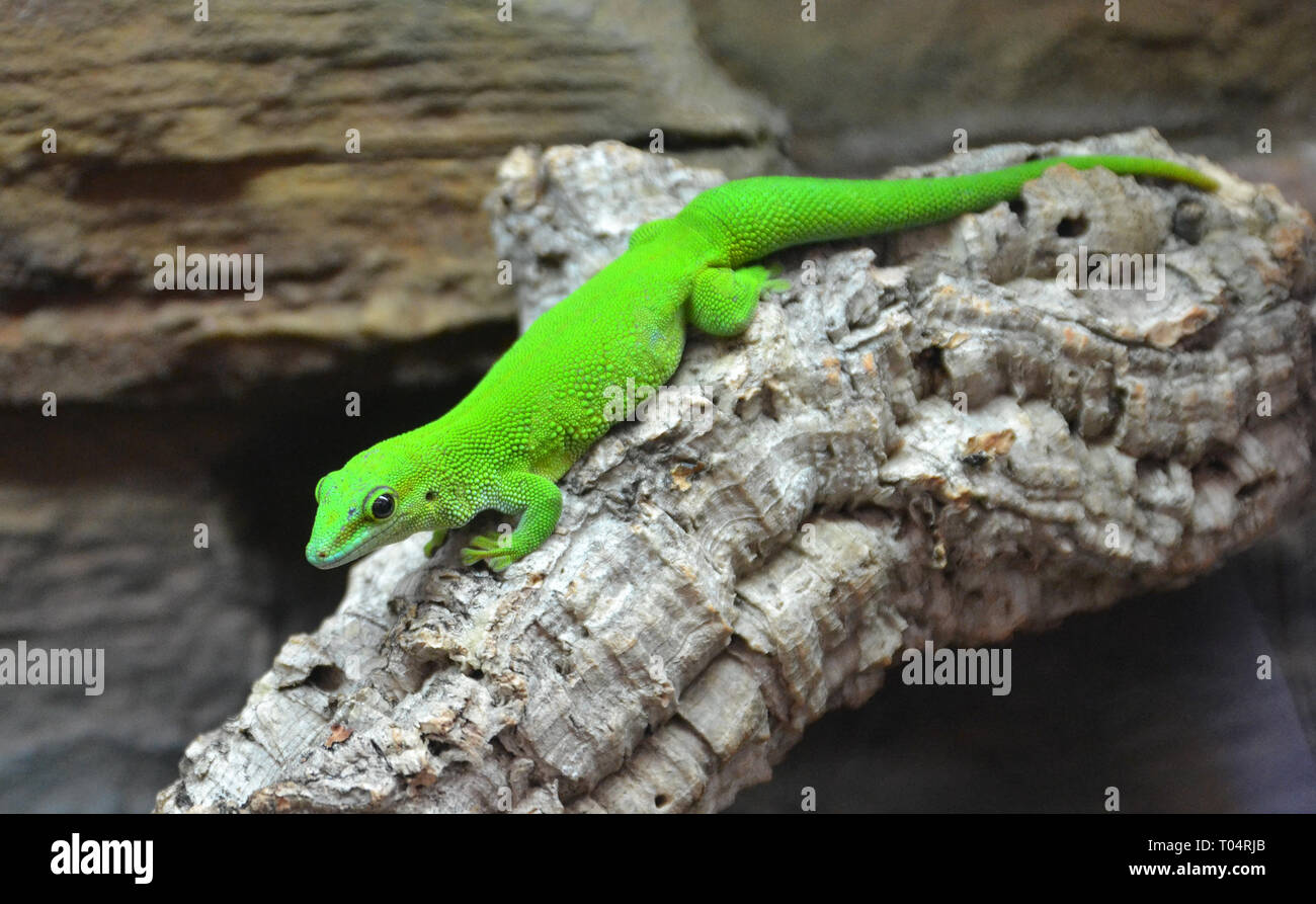 Green Day Gecko en alas Tropical Zoo, Chelmsford, Essex, Reino Unido. Este zoo cerrado en diciembre de 2017. Foto de stock