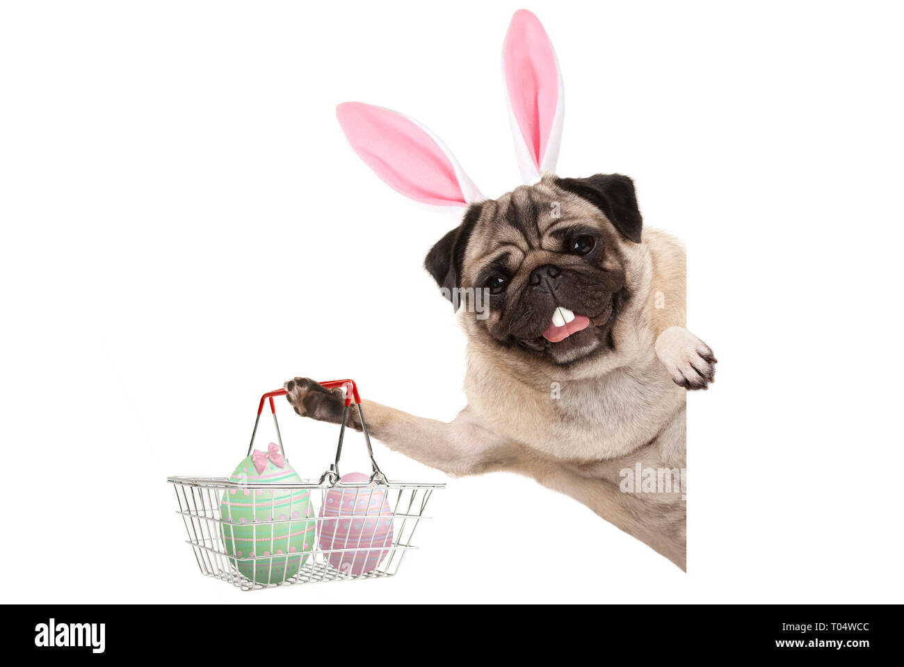 Conejito de Pascua feliz perro pug con dientes de conejo y pastel de huevos de pascua en la cesta metálica de alambre aislado sobre fondo blanco. Foto de stock