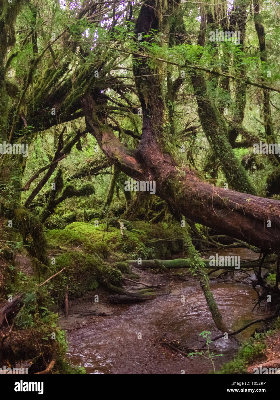 El bosque encantado, el Parque Nacional Queulat (Chile) Patagonia Fotografía de stock Alamy