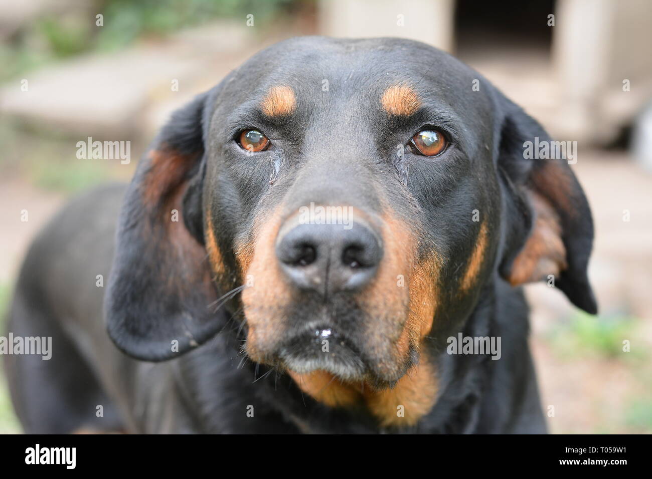 Watchdog hermosa negro con fieles ojos mirando hacia adelante. Rottweiler retrato en el jardín Foto de stock