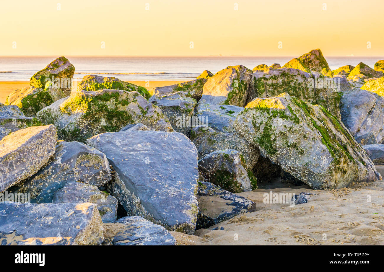 Gran fila de rocas cubiertas de algas marinas en la playa durante la puesta  de sol, hermoso cielo colorido Fotografía de stock - Alamy