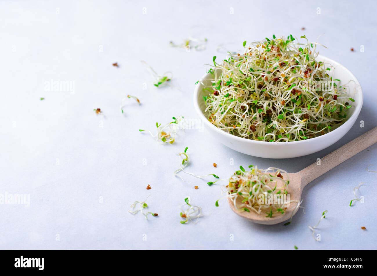 Los brotes de alfalfa orgánica verde fresco sobre fondo brillante, la