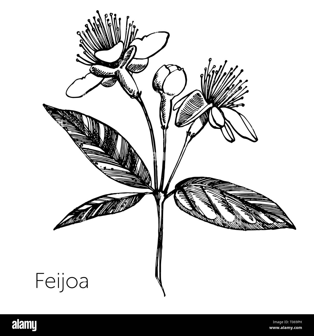 Planta de guayaba Imágenes de stock en blanco y negro - Alamy