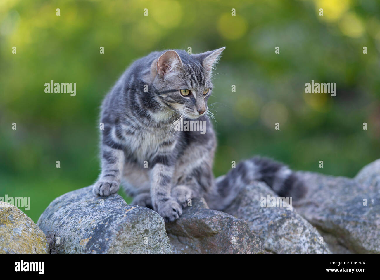 Un gato tabby gris parado en una pared de piedra seca Foto de stock