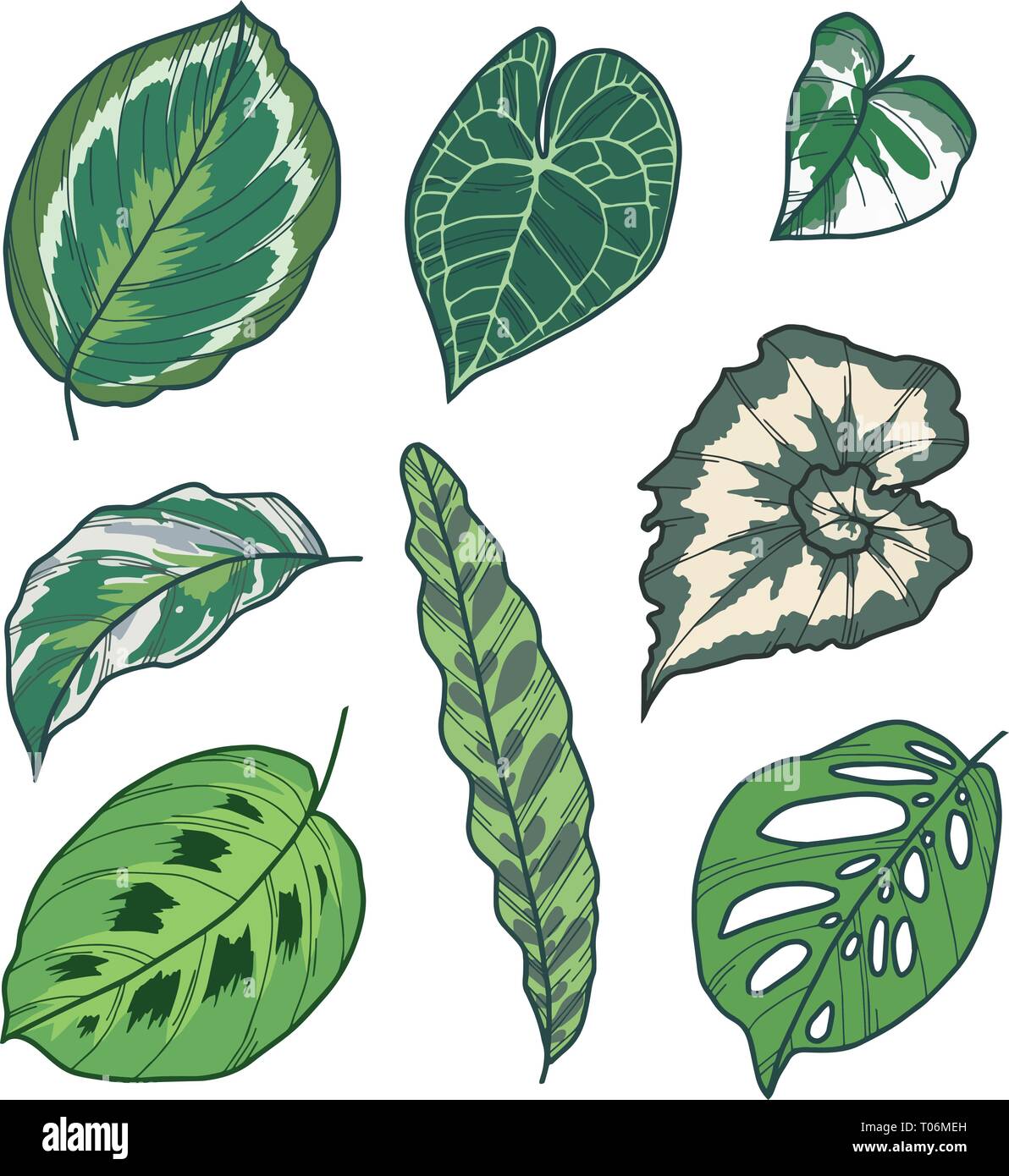 Conjunto de colección de vectores de diferentes hojas de plantas tropicales  exóticas de dibujos Imagen Vector de stock - Alamy