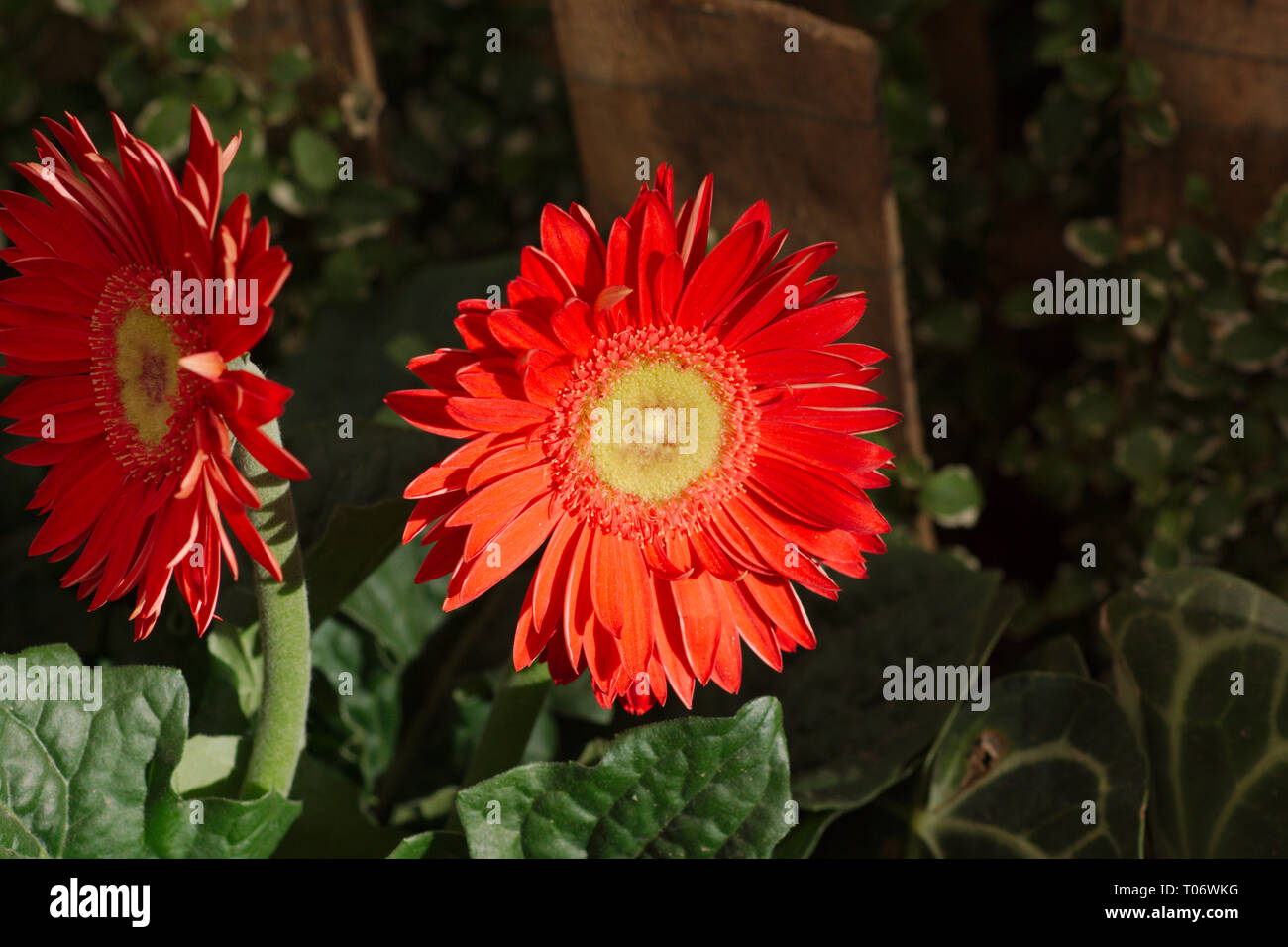 Flores de girasol rojo con centro amarillo, Cerrar, sobre fondo verde  oscuro de San Miguel de Allende Parque Juárez Candelaria 2019 Fotografía de  stock - Alamy