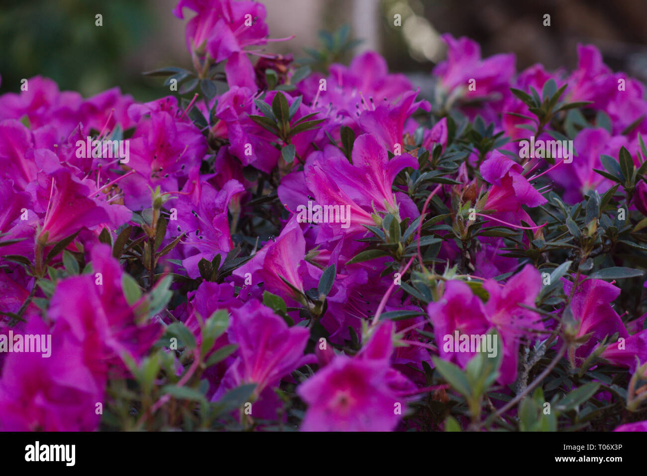 Flores de color rosa brillante con follaje verde de San Miguel de Allende  Parque Juárez Candelaria 2019 Fotografía de stock - Alamy