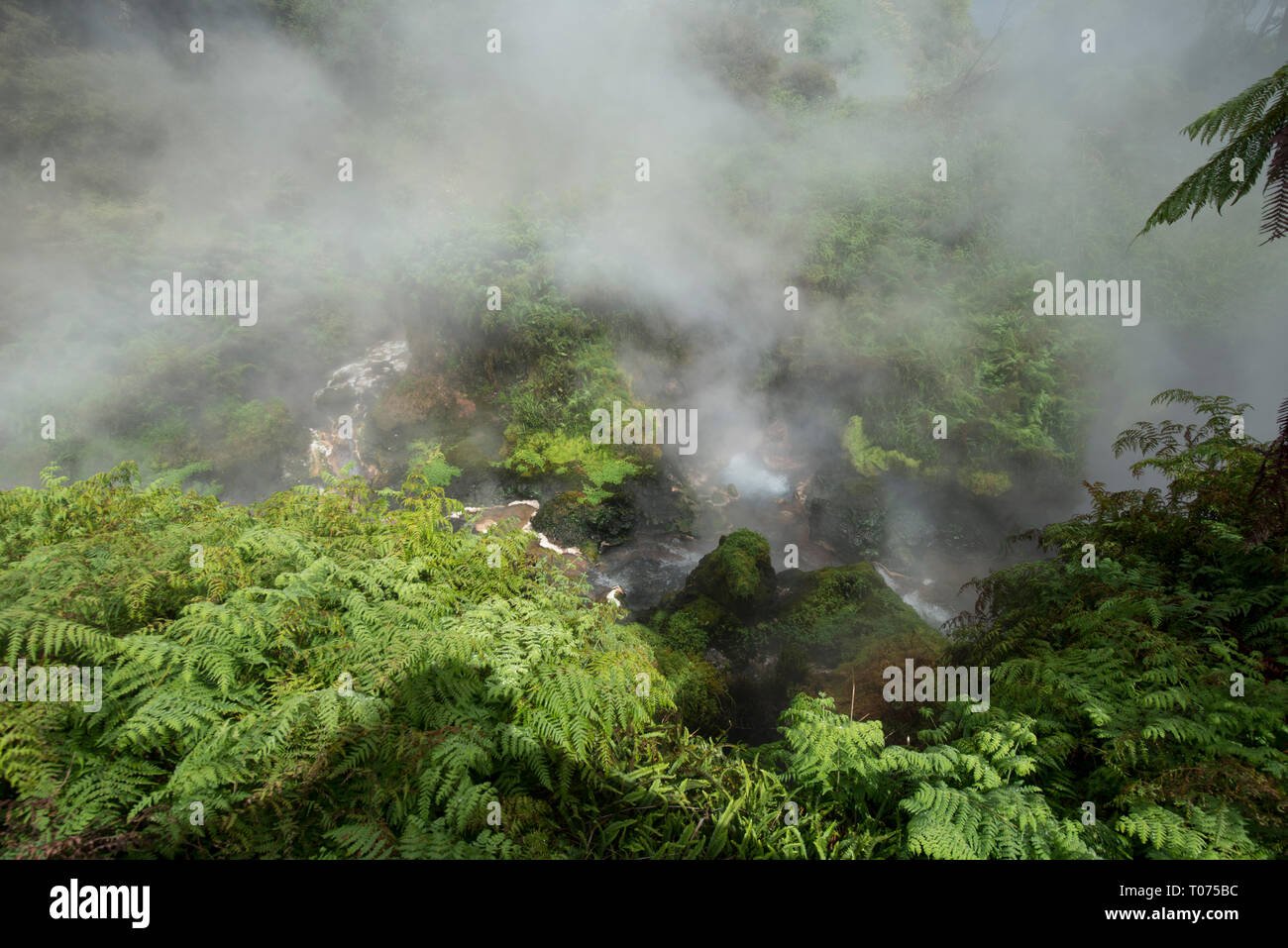 Hot Spring, hirviendo el muelle rodeado por helechos y árboles envuelto en vapor, Valle Waikite Piscinas Termales Parque, Rotorua, Isla del Norte, Nueva Zelanda Foto de stock