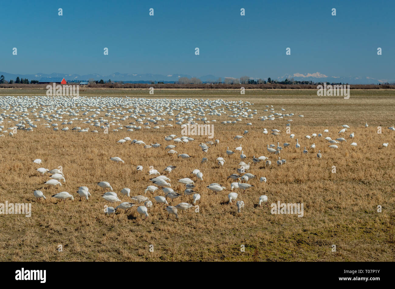 Invernan menor gansos migratorios, Chen caerulescens, la alimentación y el descanso en un campo agrícola en Brunswick, Ladner, BC. Foto de stock