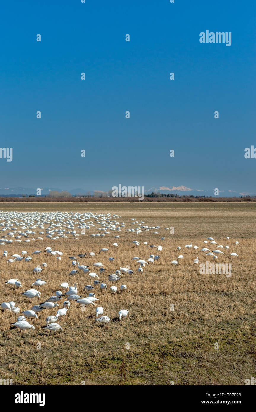 Invernan menor gansos migratorios, Chen caerulescens, la alimentación y el descanso en un campo agrícola en Brunswick, Ladner, BC. Foto de stock