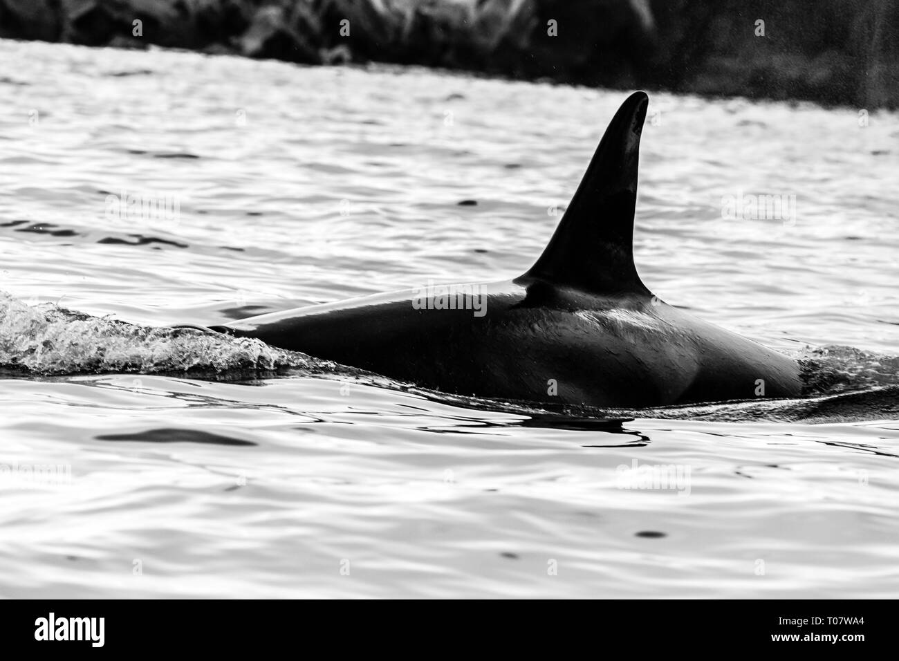 Killer whale (Orca) en el hábitat natural, la Península de Kamchatka (Rusia). Foto de stock