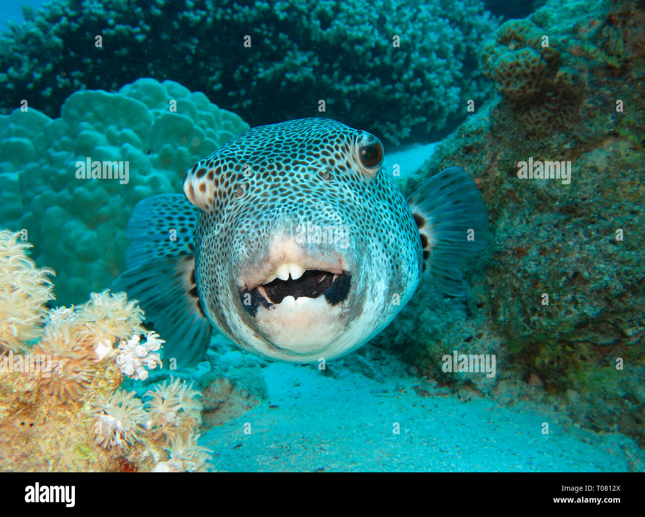 (Riesenkugelfisch Arothron stellatus), Rotes Meer, Aegypten Foto de stock
