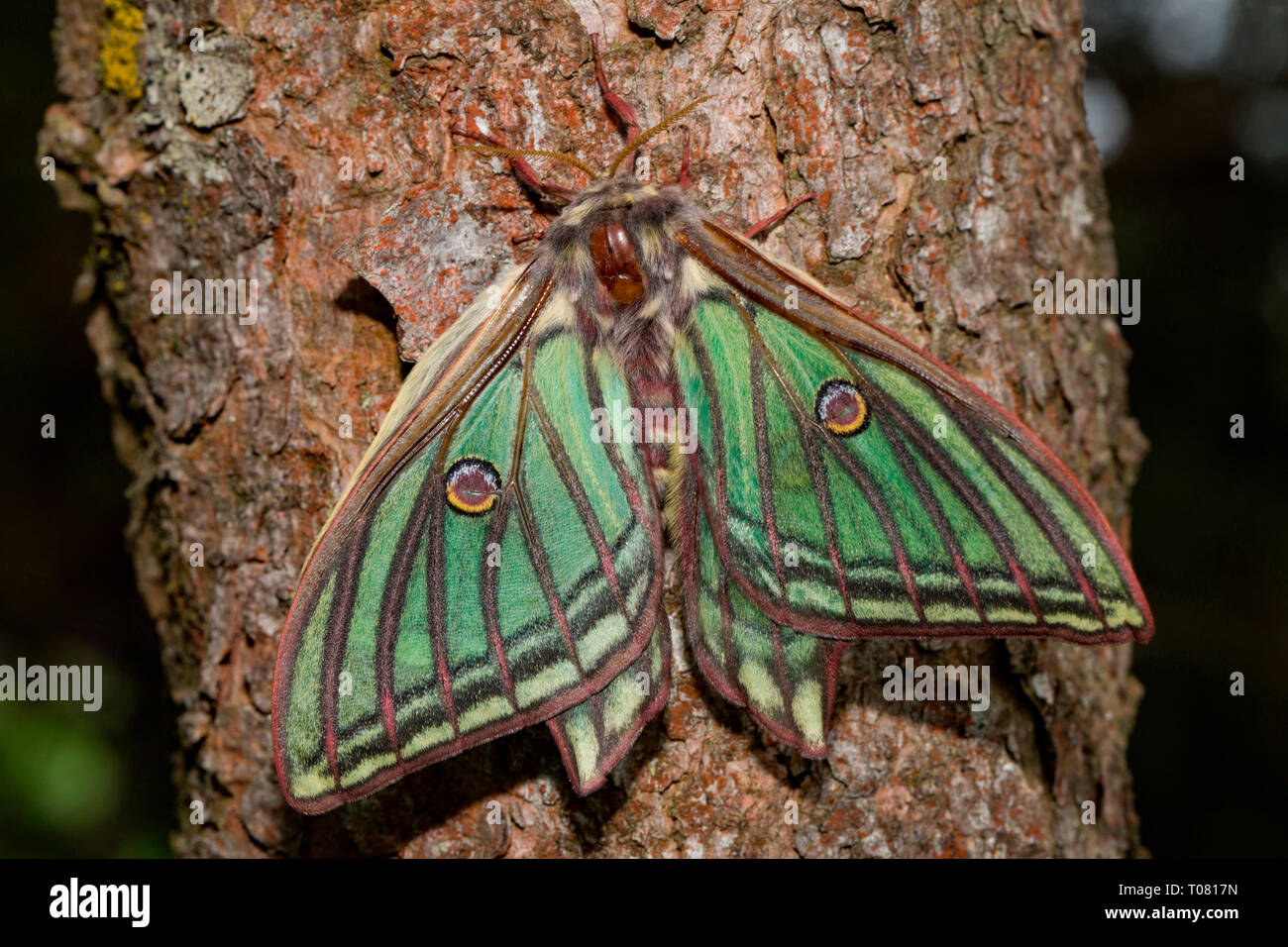 Spanish moon moth, (Graellsia isabellae) Foto de stock