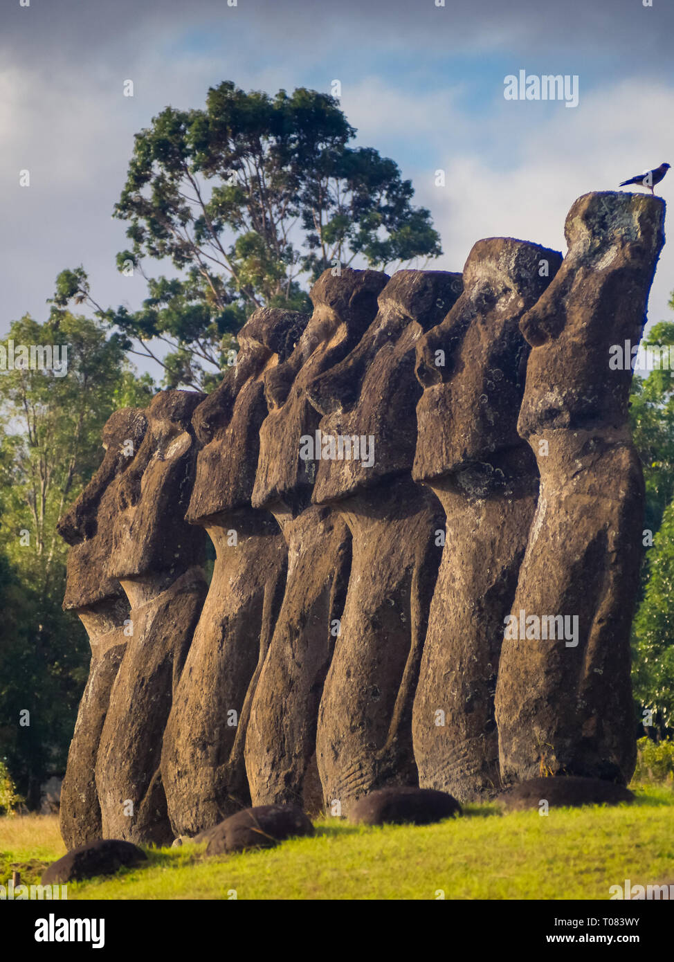 Siete estatuas moai fotografías e imágenes de alta resolución Alamy