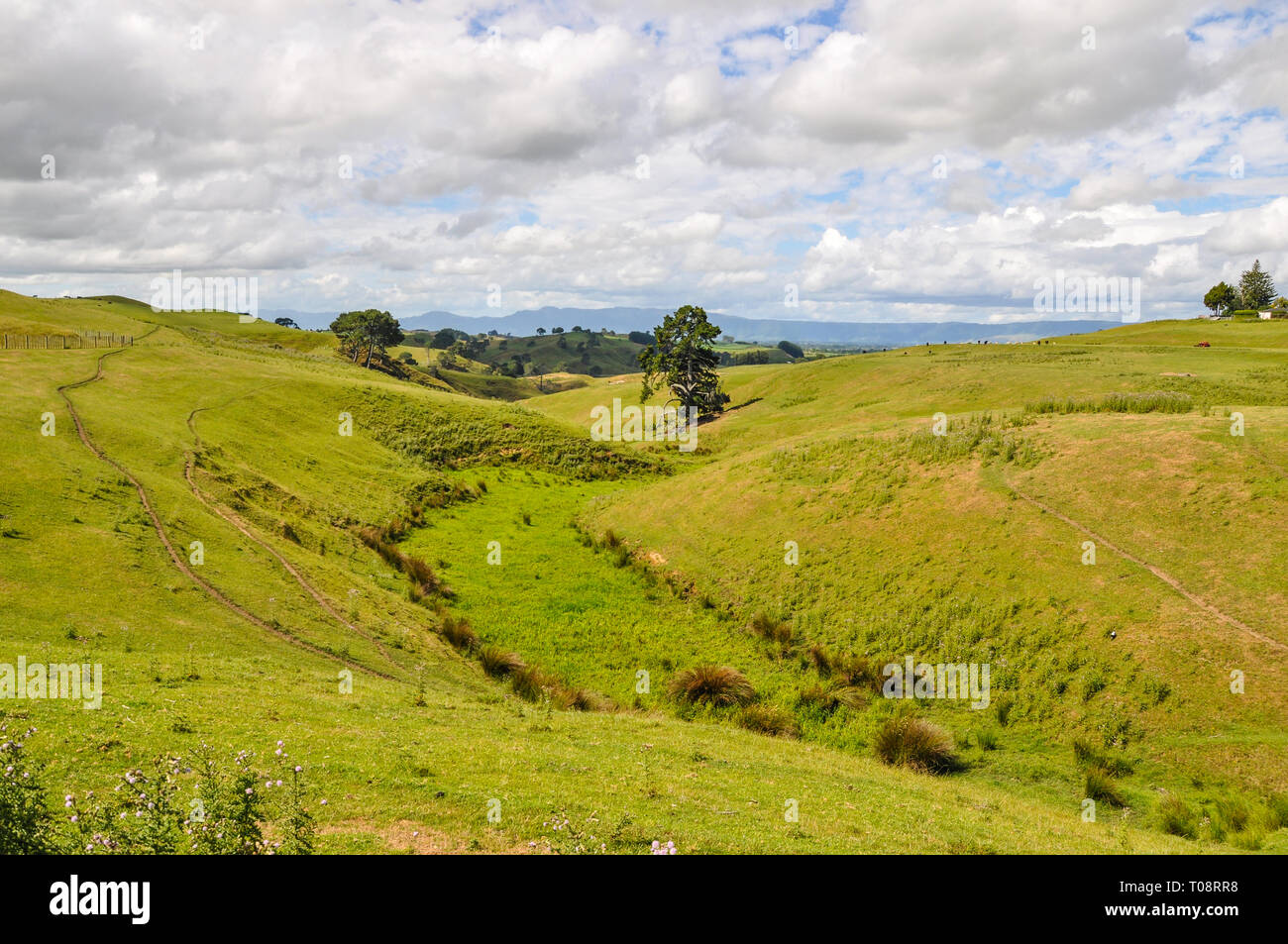 Región de Waikato de Nueva Zelanda. Colinas onduladas praderas de césped paisaje cerca de Matamata y Hobbiton. Tierras verdes campos. Espacio para copiar Foto de stock