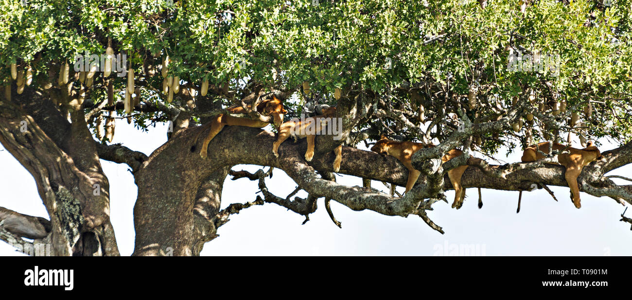 Los cuatro Leones en un árbol de salchicha Foto de stock