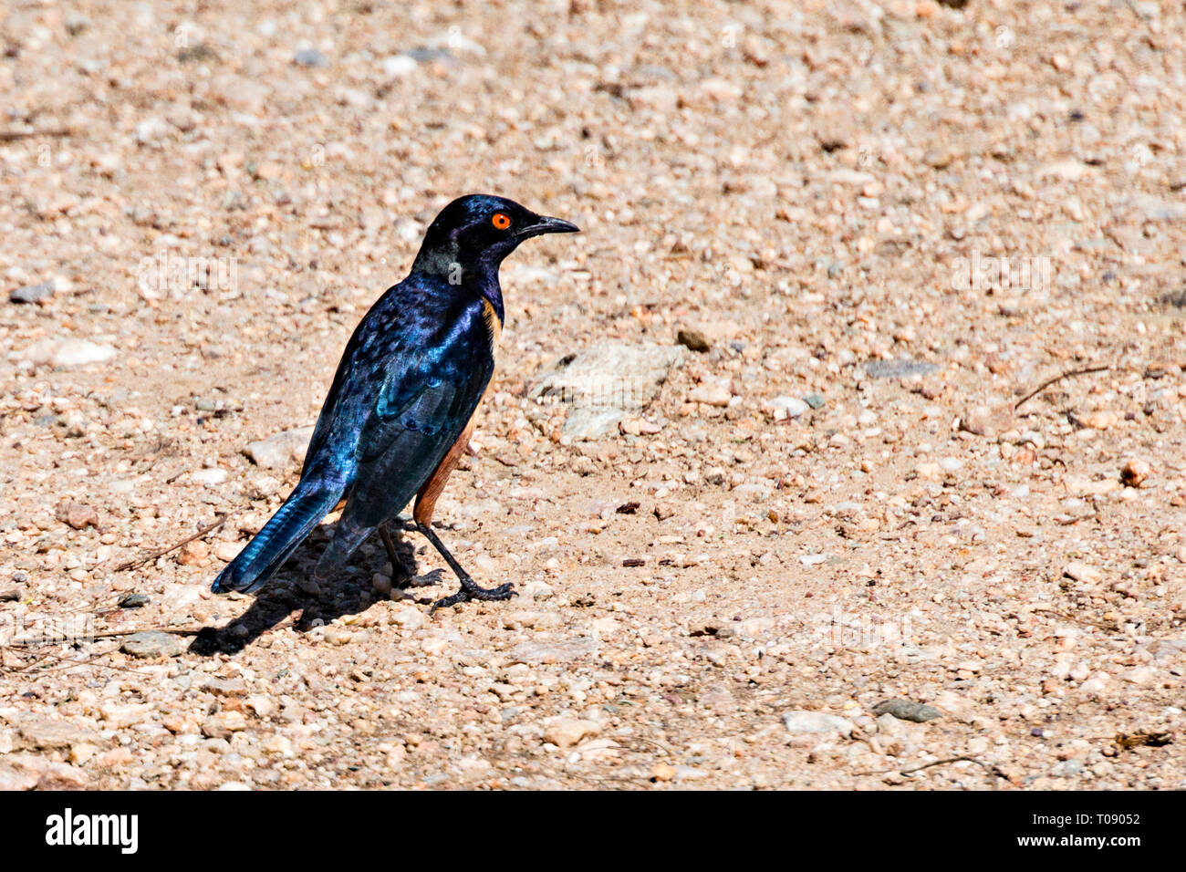 Hildebrandt's Starling Foto de stock