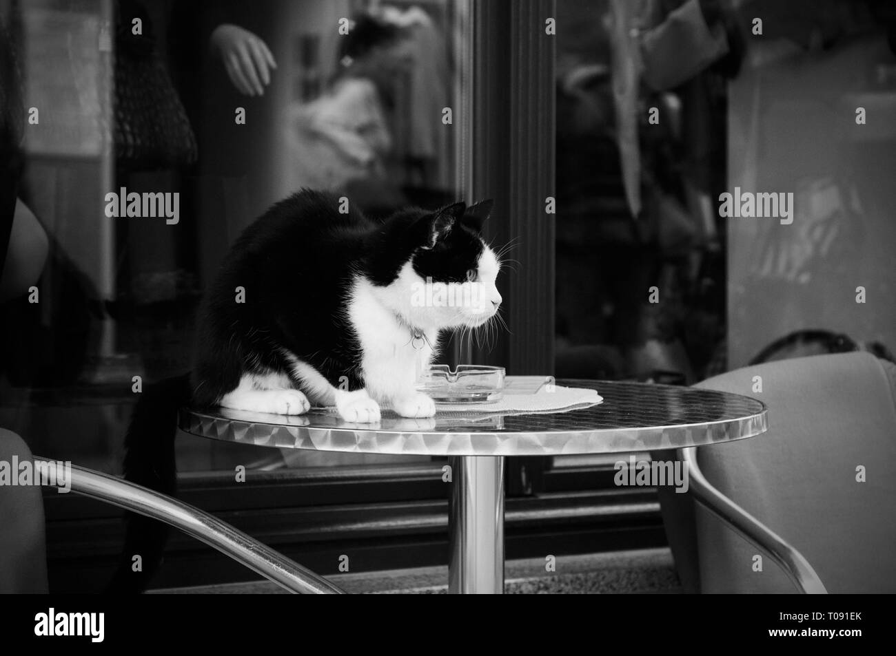 Gato Blanco y negro sobre una mesa junto a un restaurante. Abd negro gato  blanco Fotografía de stock - Alamy