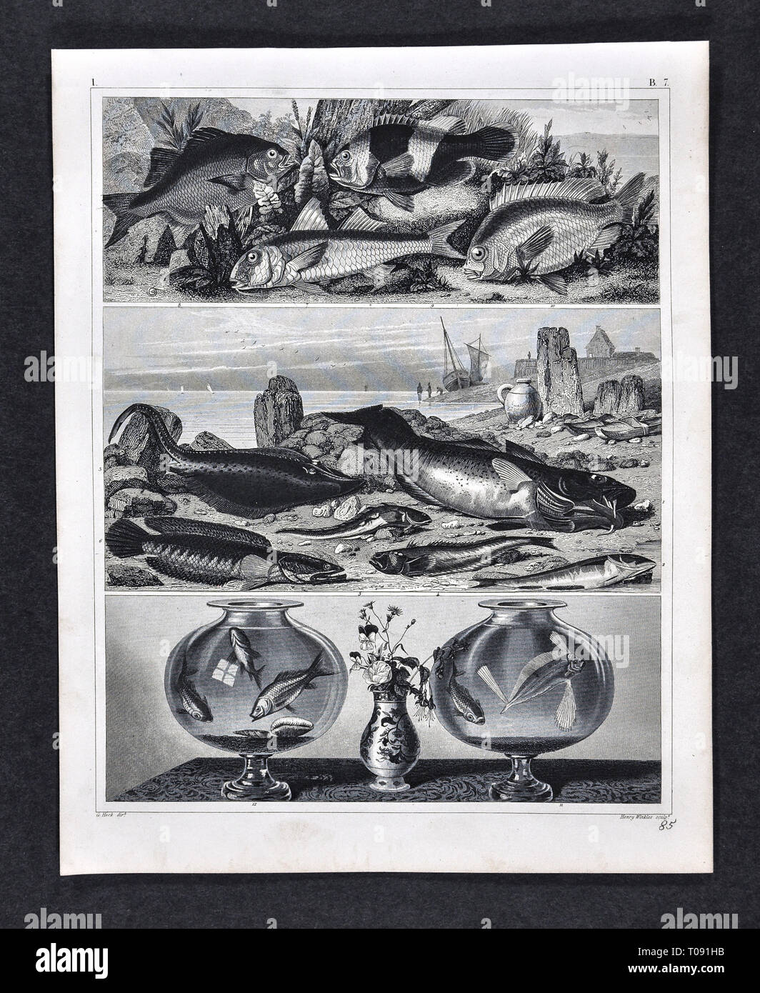1849 Bilder Zoological Imprimir de diversas especies de peces de agua salada Foto de stock