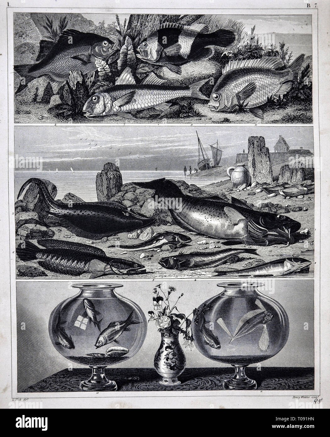 1849 Bilder Zoological Imprimir de diversas especies de peces de agua salada Foto de stock