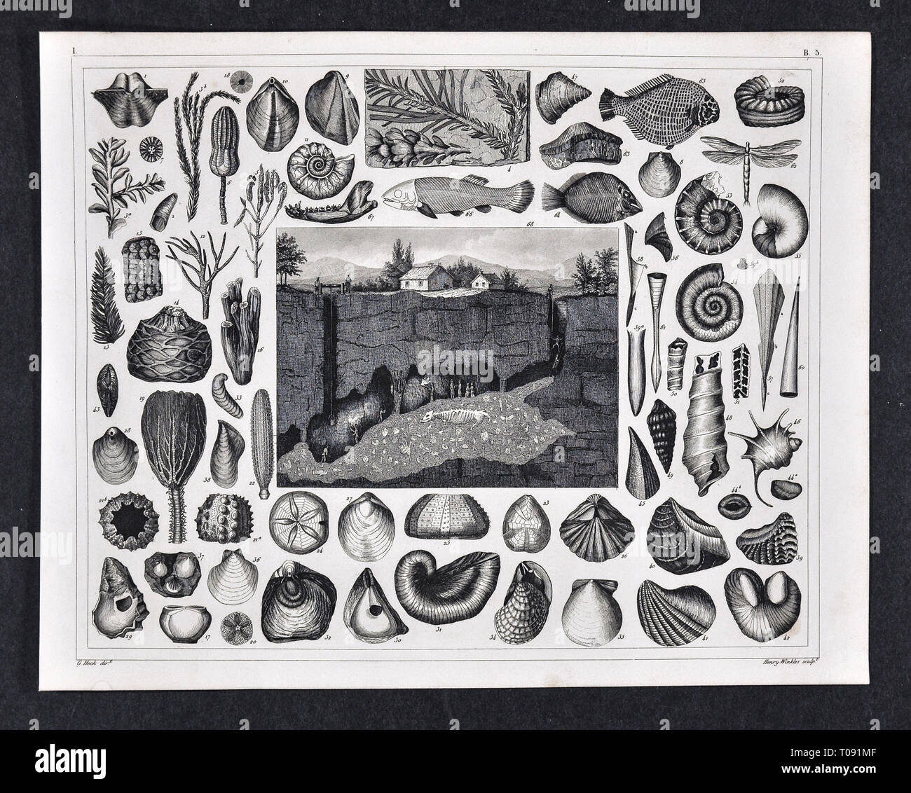 1849 Bilder Atlas - Impresión de varios fósiles prehistóricos Precámbrico,  conchas, peces, corales y una vista de un Fósil Cueva Fotografía de stock -  Alamy