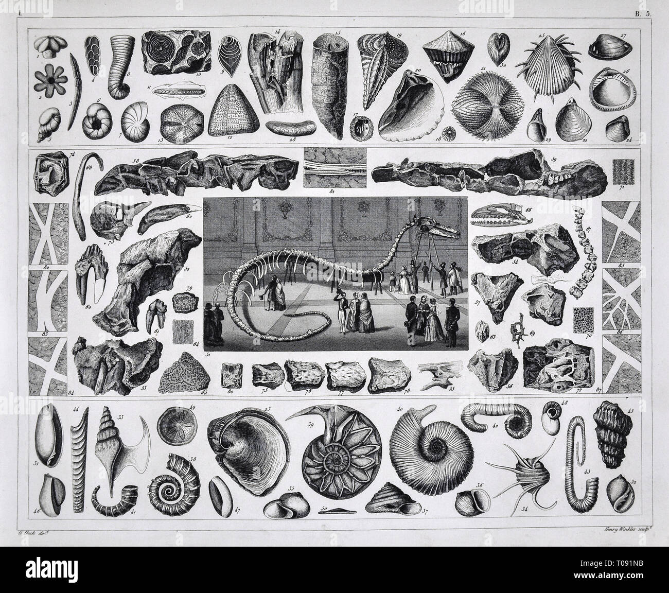 1849 Bilder Atlas Print - fósiles marinos prehistóricos del periodo Jurásico con plesiosaurio esqueleto en el Museo Foto de stock