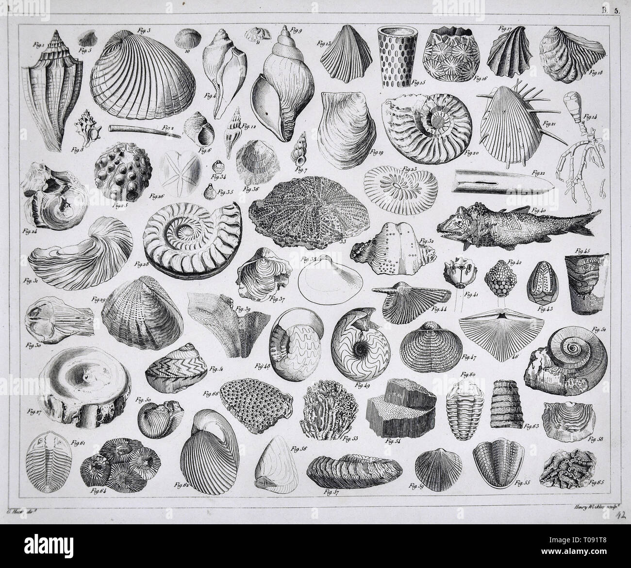 1849 Bilder Atlas - Impresión de fósiles prehistóricos del periodo Paleozoico incluyendo Brachiopod Conchas de Mar, Trilobites, amonites, corales y otras criaturas marinas Foto de stock