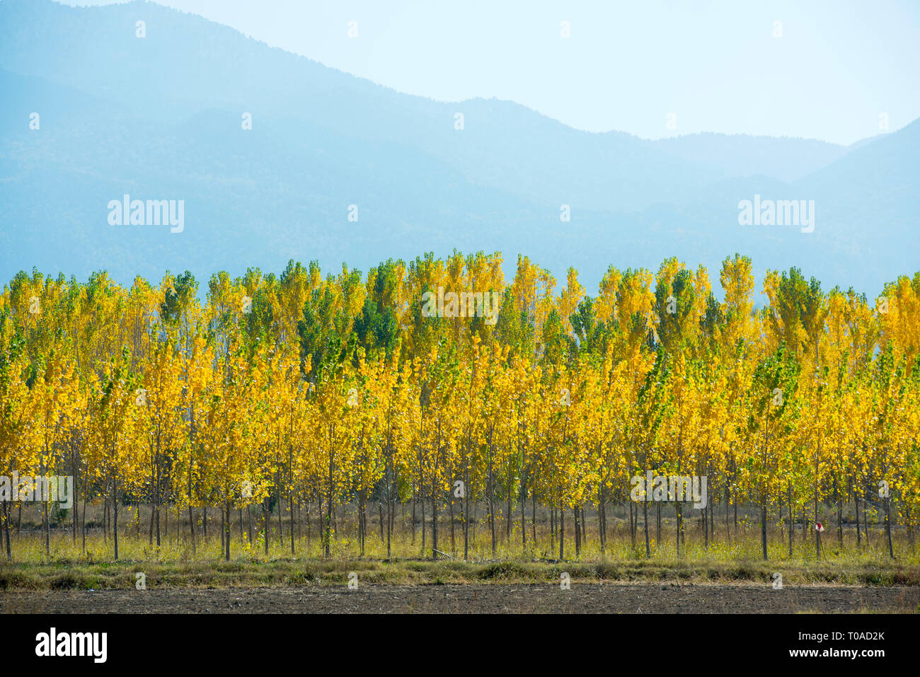 Asien, Türkei, Provinz Burdur, Gölhisar, Paisaje, Herbstfärbung Foto de stock