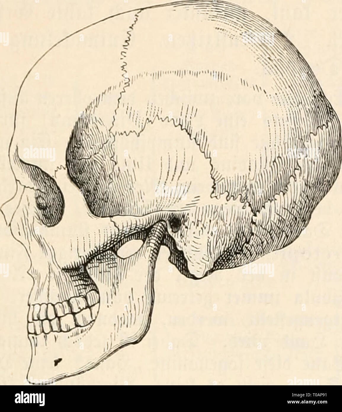 El Dr. Johannes Leunis Sinopsis der Foto de stock