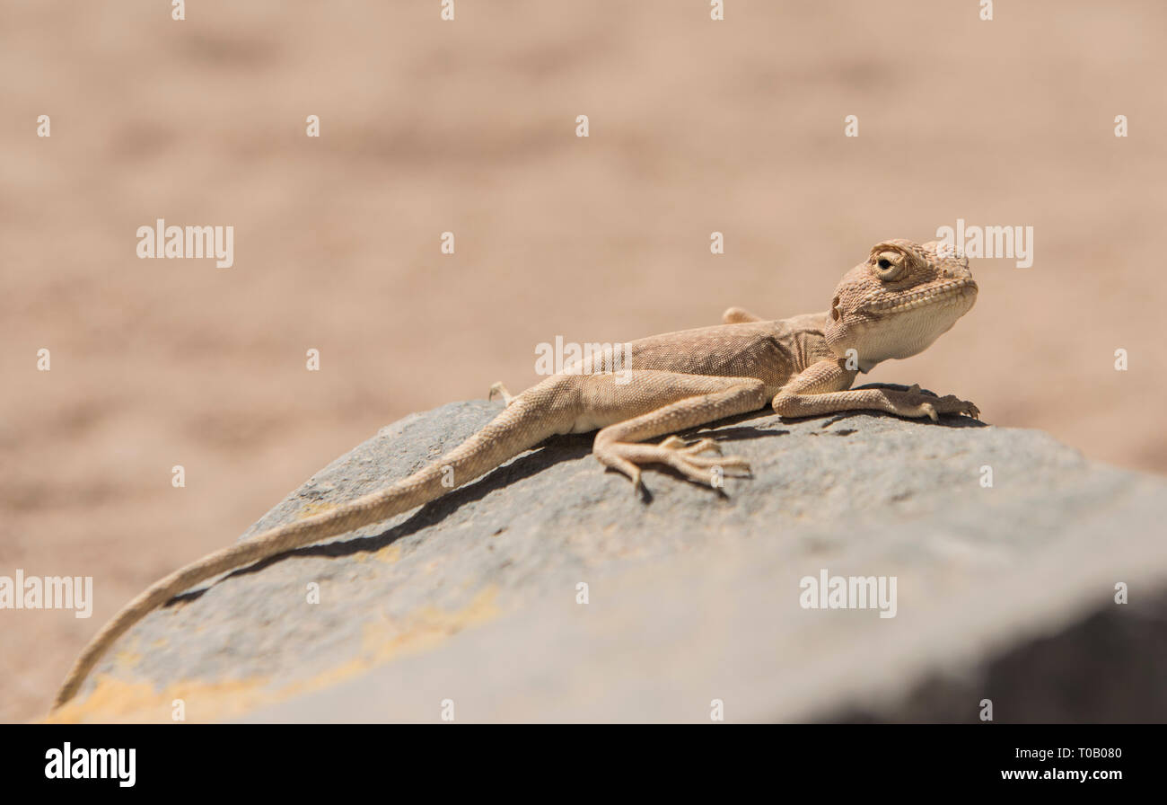 Primer plano detalle del desierto egipcio agama lizard sobre una roca en el duro ambiente árido Foto de stock