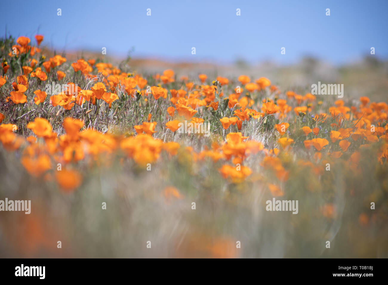 Flores silvestres en el sur de California Foto de stock