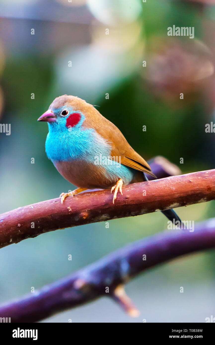 Cordonbleu rojo-cheeked (Uraeginthus bengalus) pájaro sentado en una rama del árbol. Foto de stock