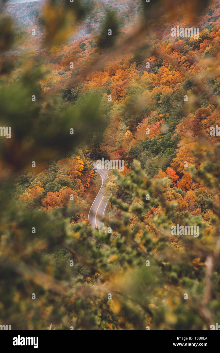 Carretera de montaña a través de pinos y árboles con colores de otoño en el Parque Nacional Great Smoky Mountains National Park. Foto de stock