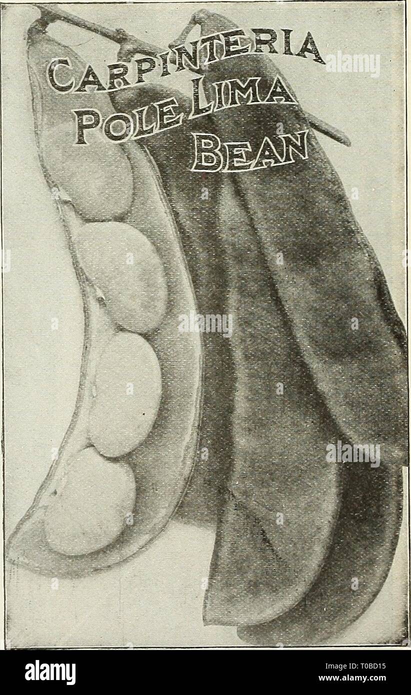 Dreer's garden Book 1922 (1922) del jardín Dreer book 1922 dreersgardenbook1922henr Año: 1922 Foto de stock