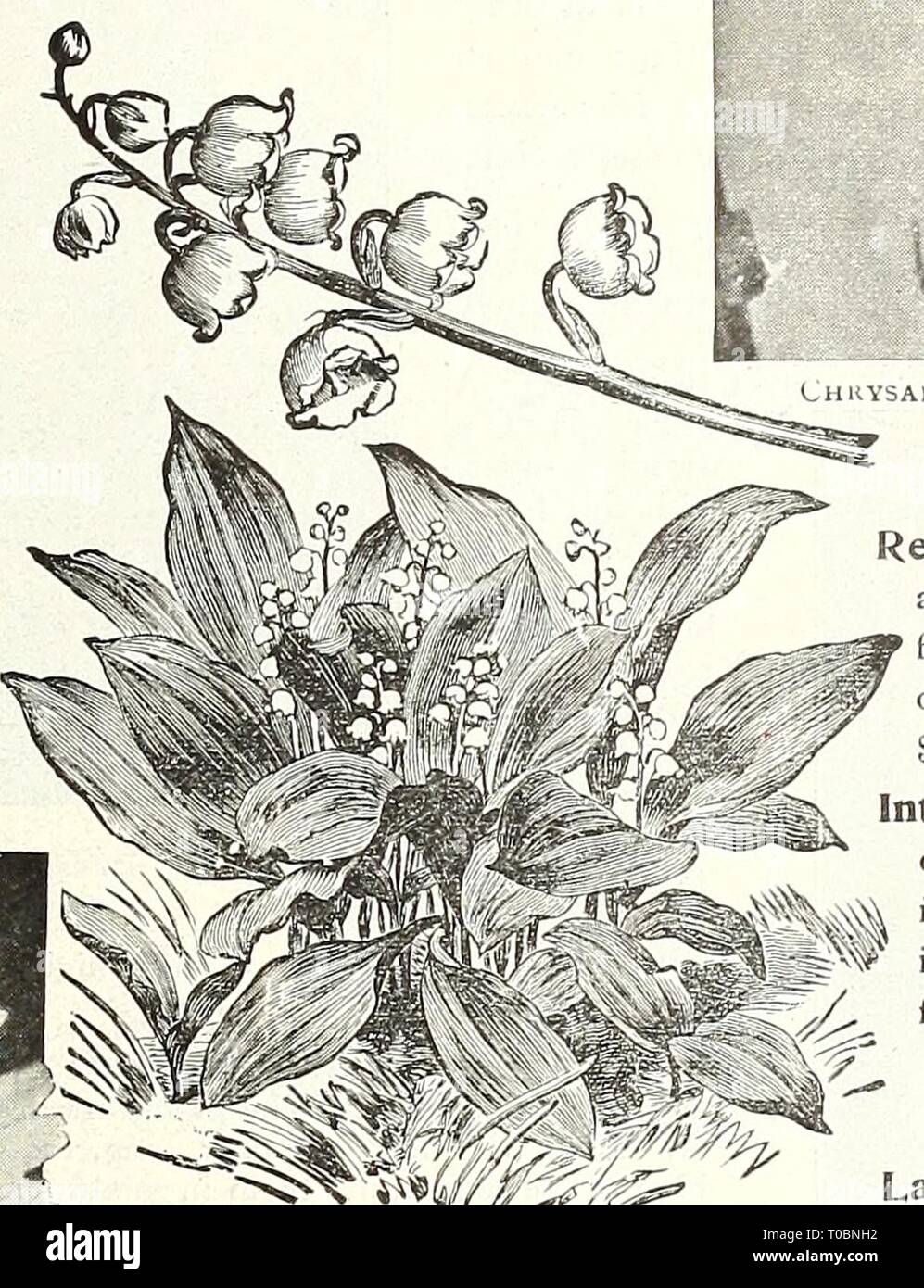 Dreer's garden Book 1922 (1922) del jardín Dreer book 1922 dreersgardenbook1922henr Año: 1922 Foto de stock