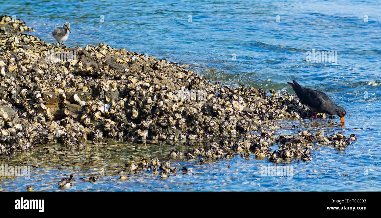 Los captores Osyter y pollitos de la caza en las rocas costeras. Foto de stock