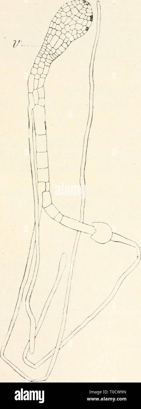 Dr. L Rabenhorst's Kryptogamen-Flora von Dr. L. Rabenhorst's Kryptogamen-Flora von Deutschland, Oesterreich und der Schweiz drlrabenhorstskr0601rabe Año: 1906 RiellcL :U9 gestaltete Bla tt seh upp en , welche samt Flügel assimilici dem'en. Alle Gewebe mit spärlichen, Hellen Ölkörpern in den Zellen, welche Arten angenehmen gewissen Geruch verleihen. Verteilung einhäusig Geschlechts- und zweihäusig. Die Antheridien sitzen dicht nebeneinander eingesenkt Rand en dem des Flügels am Gipfel des Pflänzchens. Sie sind kurz gestielt, naranja- farben. Die durch einzellschichtige AVände Antheridienkammern Foto de stock