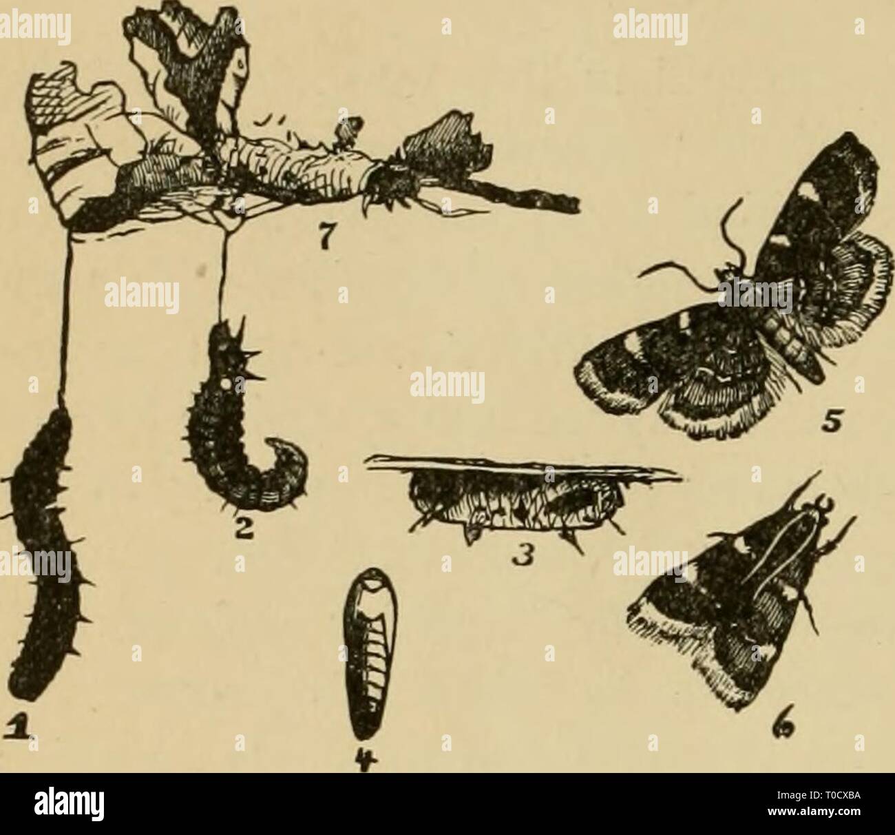 La Entomología Económica para el agricultor Entomología Económica para el agricultor y el cultivador de fruta, y para su uso como un libro de texto en las escuelas y colegios agrícolas; economicentomol00smit Año: 1906 312 Entomología Económica. para penetrar en las webs y entrar en contacto directo con las larvas. A veces los insectos de esta serie no se limitan a la vegetación verde, como en el caso del trébol 'heno' Asopia costalis, gusano, que ataca a las secas o parcialmente producto seco, correa y causando más o Fig. 356. menos lesiones. Su cercano aliado, Pyralis farinalis, pueden ser encontradas en los graneros o recipientes donde el grano Foto de stock