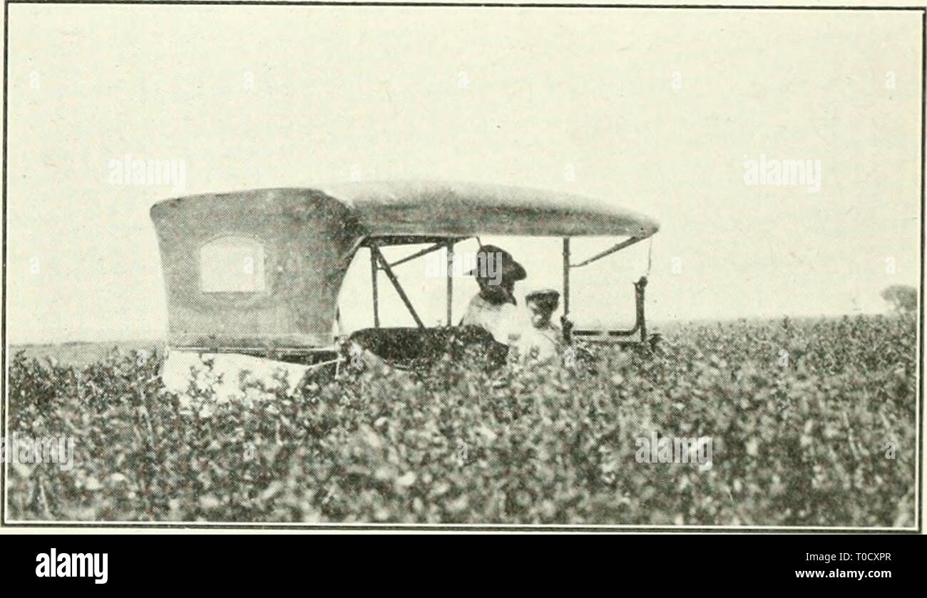 La agricultura de secano en el oeste de Canadá, la agricultura de secano en el oeste de Canadá dryfarminginwes00brac Año: 1921 314 agricultura DKY sección noroeste. La mayoría de la lluvia cae durante los meses de primavera y verano. Normalmente existe una ligera caída de nieve y comparativamente poca lluvia en el otoño. Los meses de abril, mayo y junio son generalmente bien provista de humedad y ocasionalmente g'ood ocurren lluvias en julio y agosto, pero hay períodos cortos de drouth Fig. 101.-trébol dulce. Thai es un cultivo que entra en uso popular en partes de Nebraska, Dakota del Sur. ami en algunas partes del estado casi cada temporada y suc- c Foto de stock