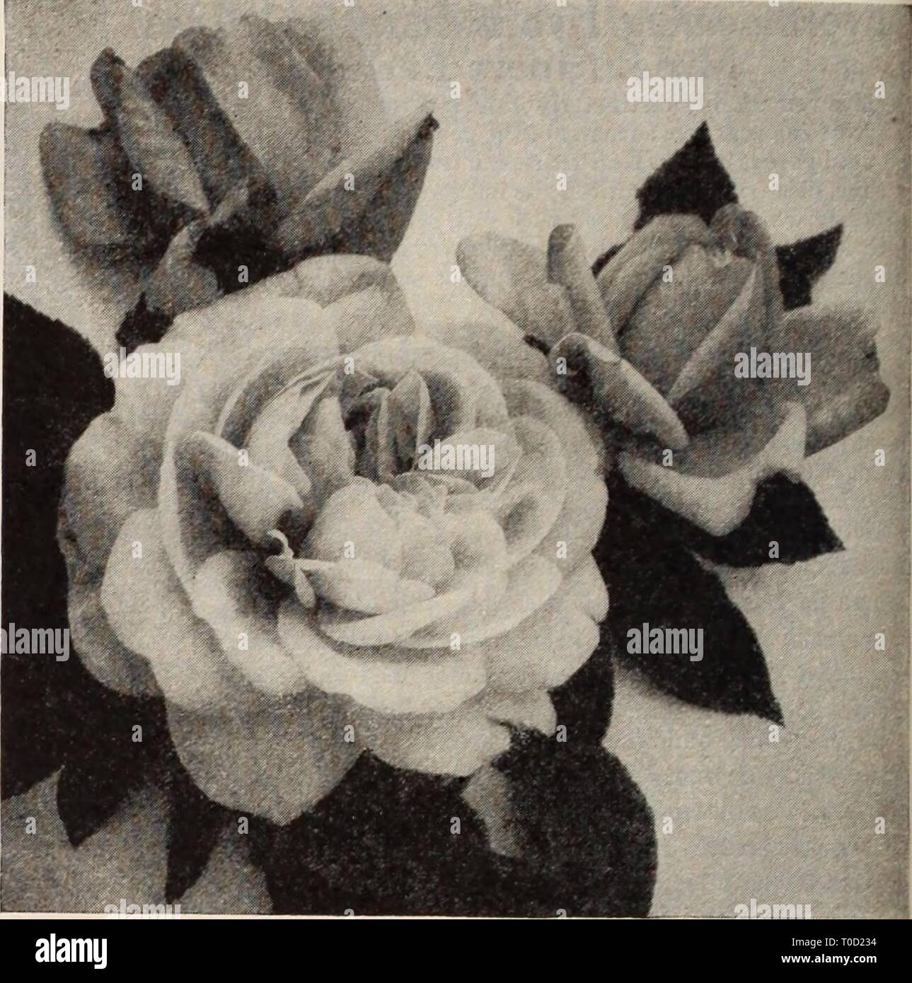 Fragante rosa perpetua fotografías e imágenes de alta resolución - Alamy