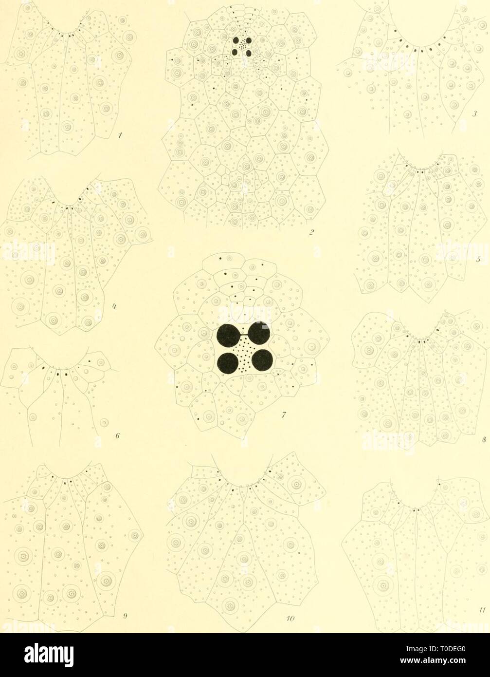 (1903) Echinoidea Echinoidea echinoidea00mort Año: 1903 fil fjolf I'.'xpt'ilitioitcit II'', Mortensen, Echuioidea Til.11. Ficha. )"/// TeKstn TTUkfoT-Supr. 13. 7.-liilc ronr^ia m'/ini/di Mrlsii., 'l (!. es de 11. Poni-la IC.-iid .leffrt'i/.'II U'.J'/i. Foto de stock