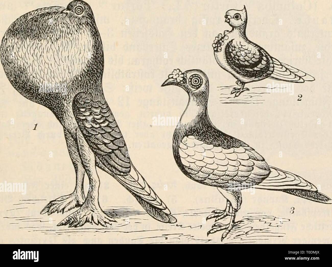 El Dr. Johannes Leunis der Dr. Johannes Leunis Sinopsis Sinopsis der thierkunde. Ein Handbuch für höaquí lehranstalten und für alle, welche sich wissenschaftlich mit der naturgeschichte der thiere beschäftigen wollen drjohannesleun01leun Año: 1883-86 VII. Columbinae. Jauben. 437 1. Paliiiubus'^ Kaup. JKiitöcltauöc. 33et ben3t(10 i[t bev§al.8 jeberÂ" §.¶ uicià fcità gcjeidjnct; UQd mit luciÃcm l^orbcrranbe, sweite imb Âdjiuingc brüte am Idngften; @d)nianj largo, geruubct, GAFI abgcftu^t; Sauf fe^r fürs, äiemltd) ser= fiebert; aüe SJorberje^en am Âriinbe (CID)t geheftet. 2)iefe unb bic Foto de stock