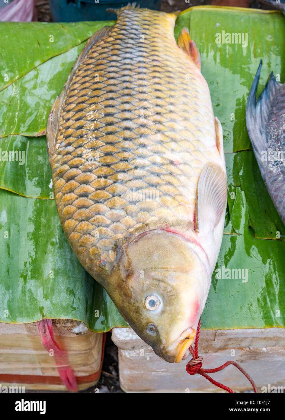 La carpa grande fresco pescado en el puesto en el mercado, mañana comida de  la calle Market, en Luang Prabang, Laos, Sudeste de Asia Fotografía de  stock - Alamy