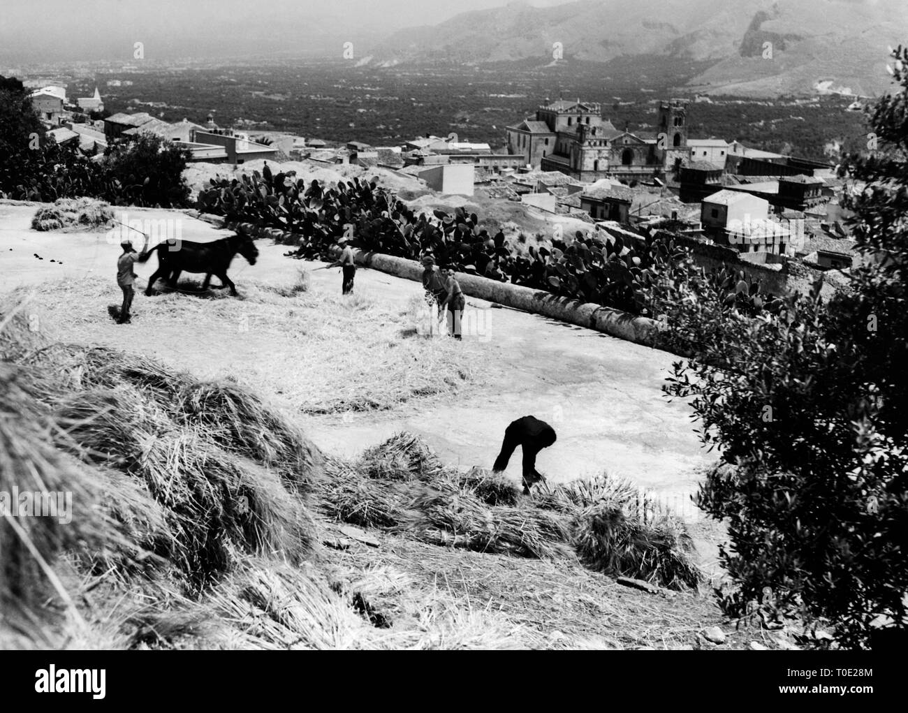 Trilla, Monreale, Sicilia, Italia 1955 Foto de stock