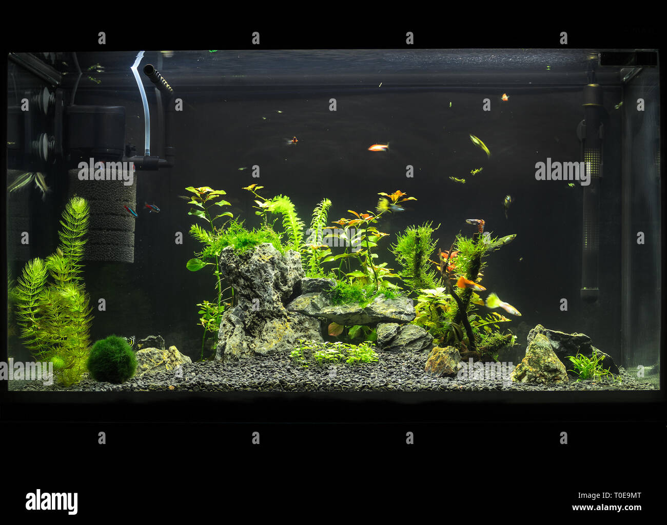 Hermoso acuario plantado con peces tropicales de agua dulce. Aquascape  Fotografía de stock - Alamy