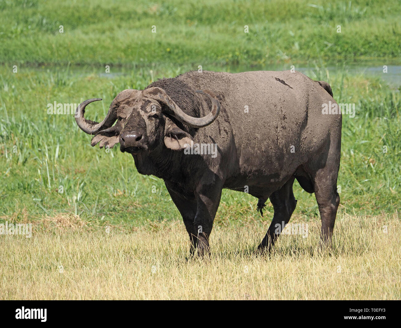 Barro lone bull Cape Buffalo o el búfalo africano (Syncerus caffer) con enormes cuernos resplandores junto con hábitat de pantanos en Amboseli NP Kenya, Africa. Foto de stock